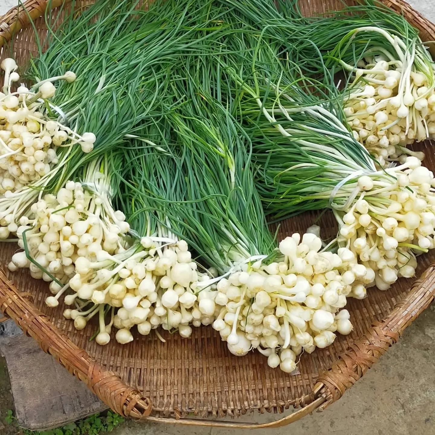 野葱小苦蒜新鲜现挖贵州特产野生野菜