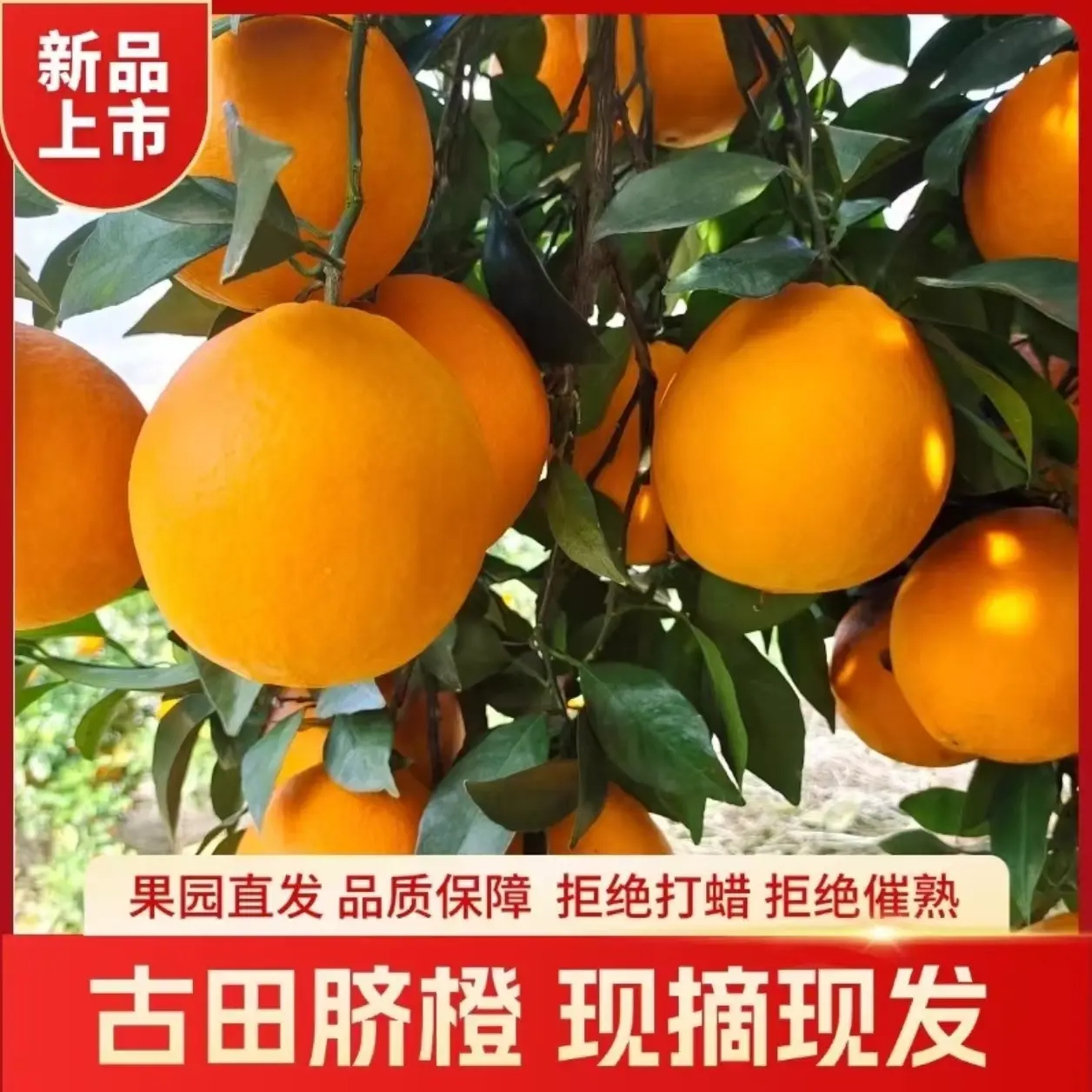 正宗古田三保脐橙新鲜现摘多汁香甜应季水果（中小果）