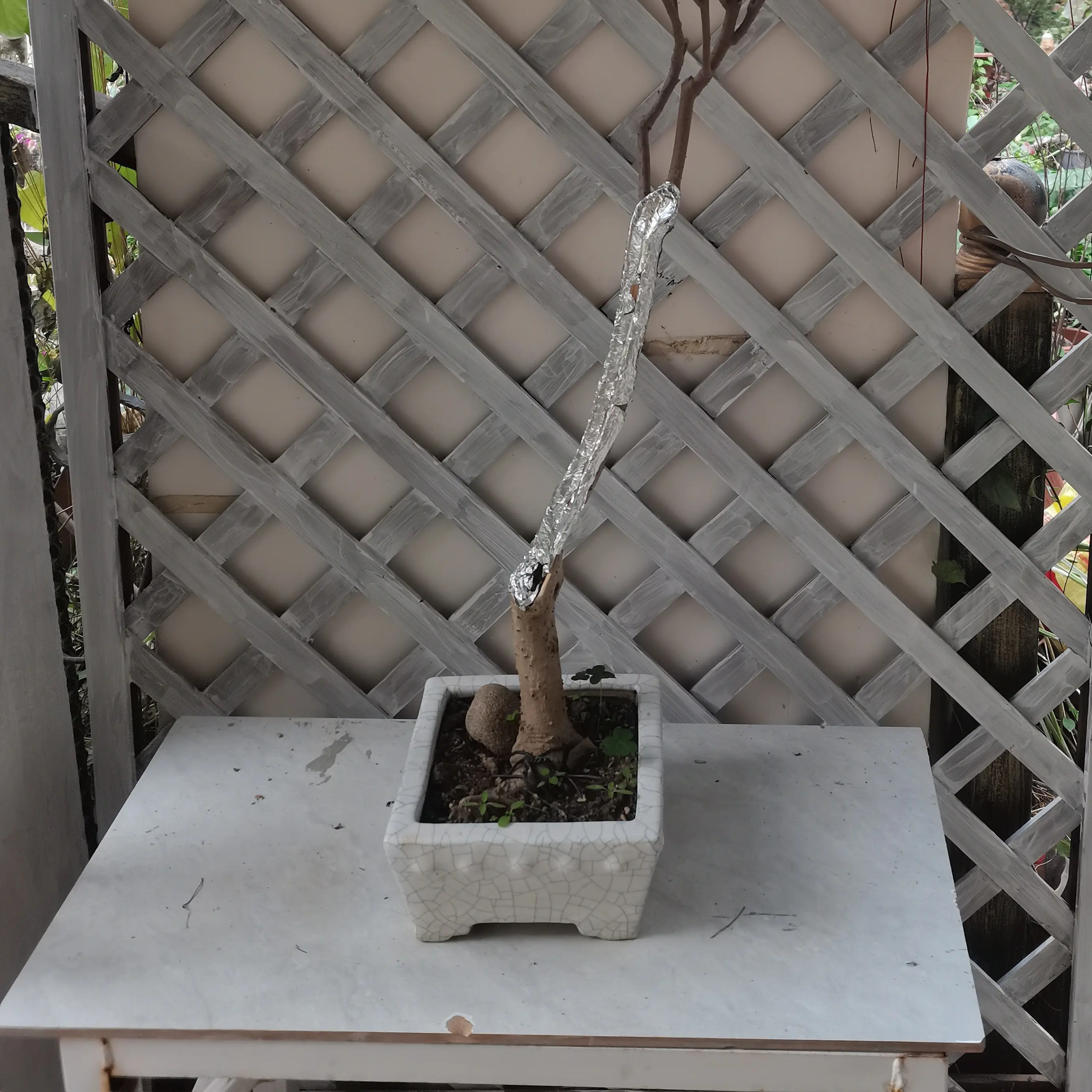 三角梅盆景素材，一物一拍易造型