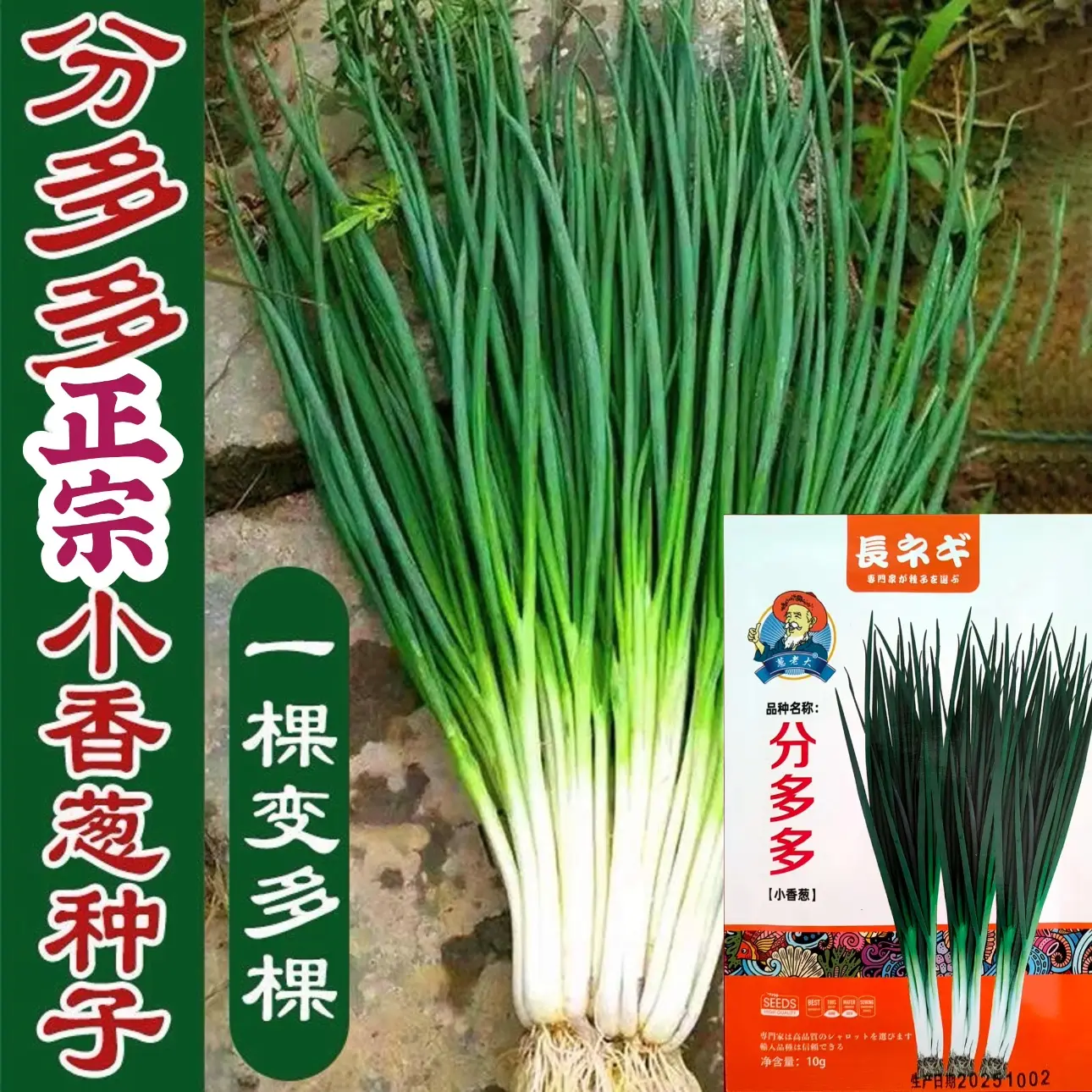 分多多小香葱种子适合家庭阳台盆栽种植耐寒抗病春秋庭院四季栽培