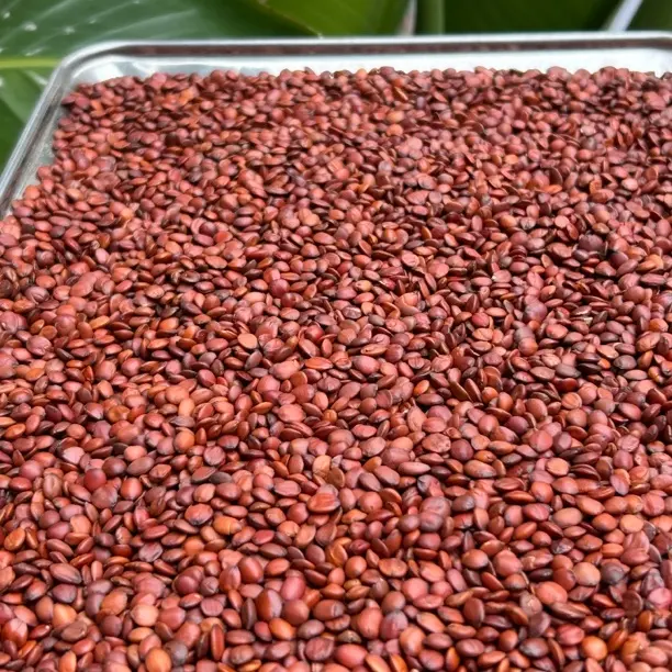 河北精品【酸枣仁】 干瘪已筛除 人工手选一遍