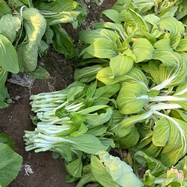 新鲜现摘白菜苔应季蔬菜脆嫩可口