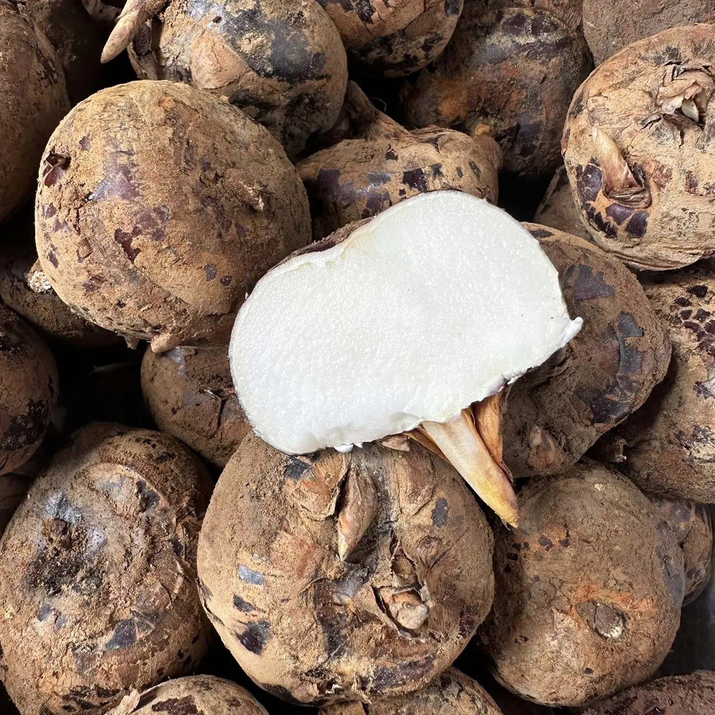 魏姐新鲜现挖贵州高山马蹄清甜多汁当季水果