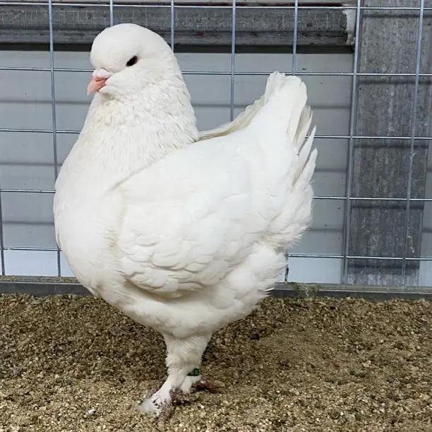 生鲜散养土鸽子农家放养现宰现发半净膛直播间挑选