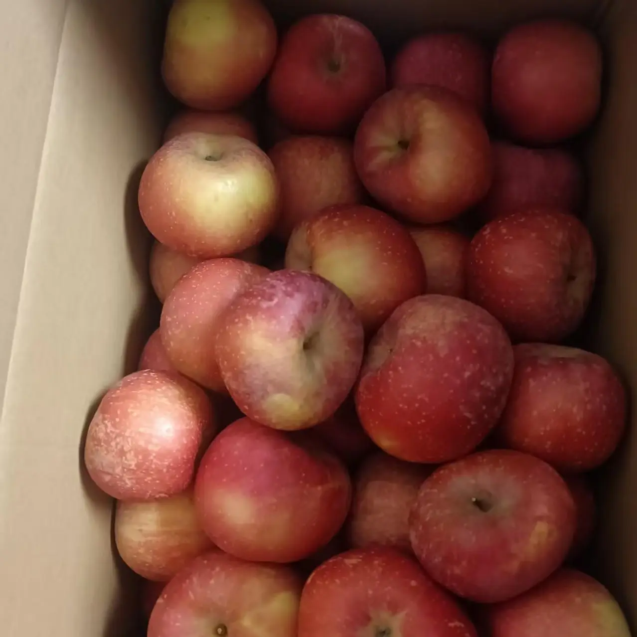 【脆甜多汁】富士丑苹果现摘现发高海拔酸甜脆爽新鲜水果