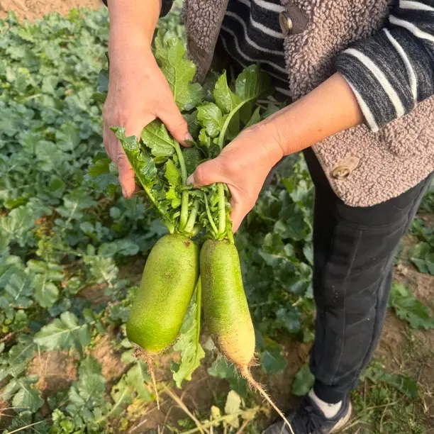 丈母娘家自留地种的萝卜-9斤装-没有科技与狠活-产地即墨