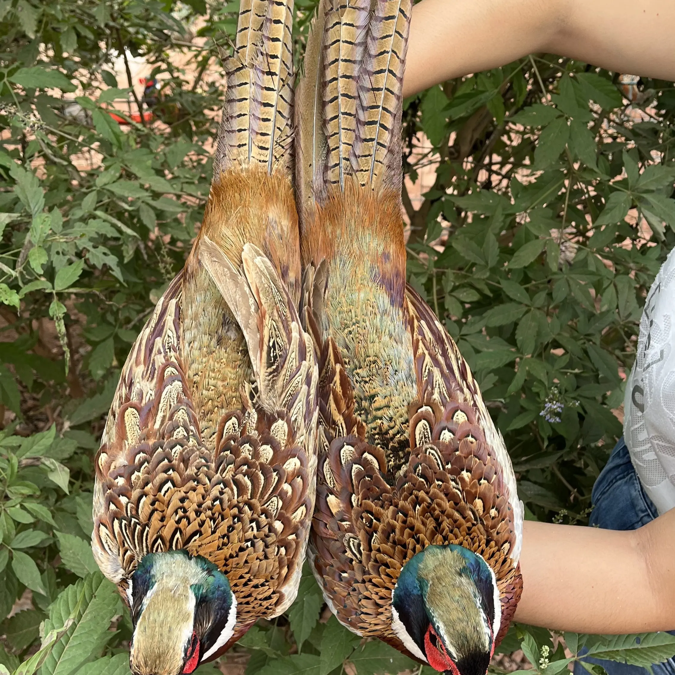 (小杨专属两公)农家散养七彩山鸡新鲜整鸡包邮