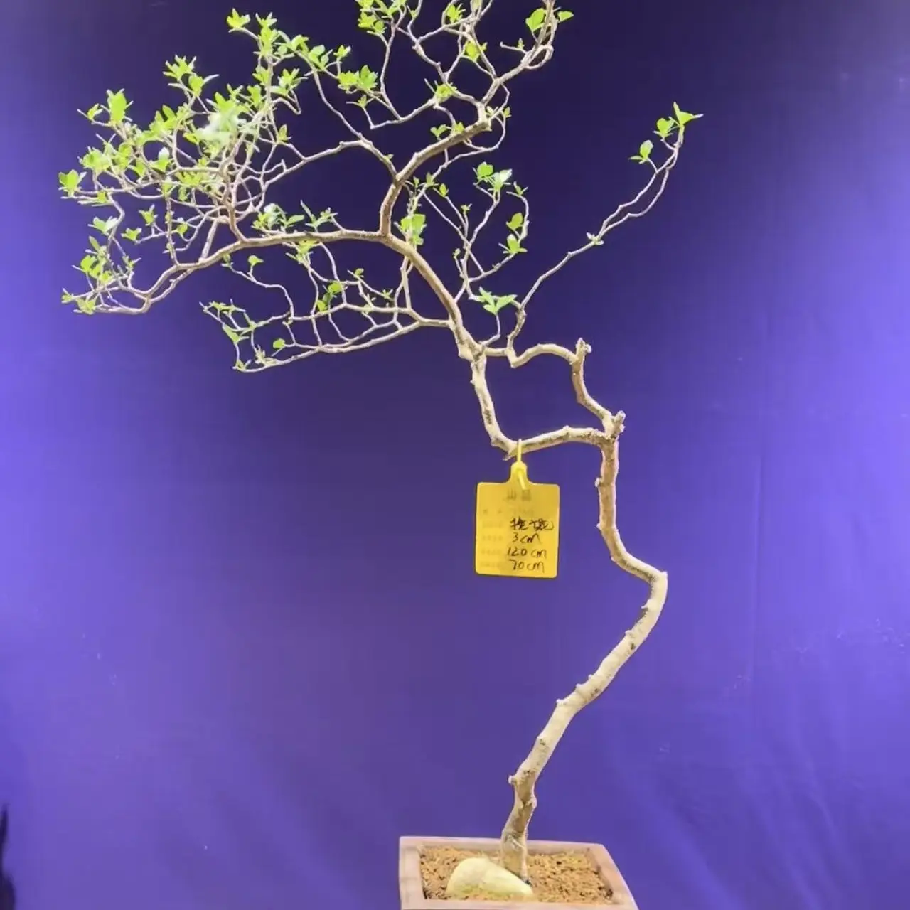 [3号链接]一盆一景 | 一物一拍，茶空间盆景 :海岛栀子花