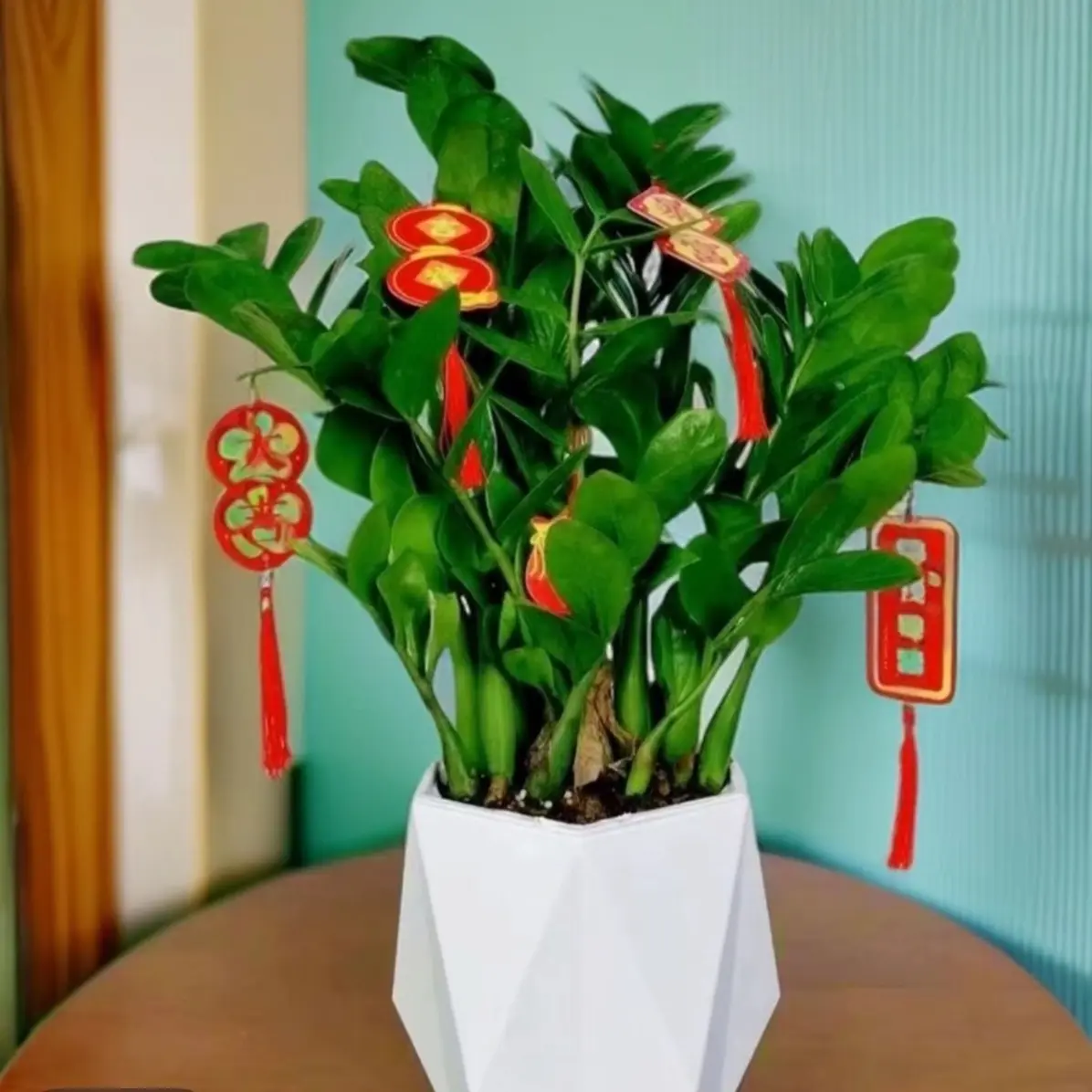 金钱树钱串子绿植室内客厅办公室盆栽好养四季常青净化空气植物