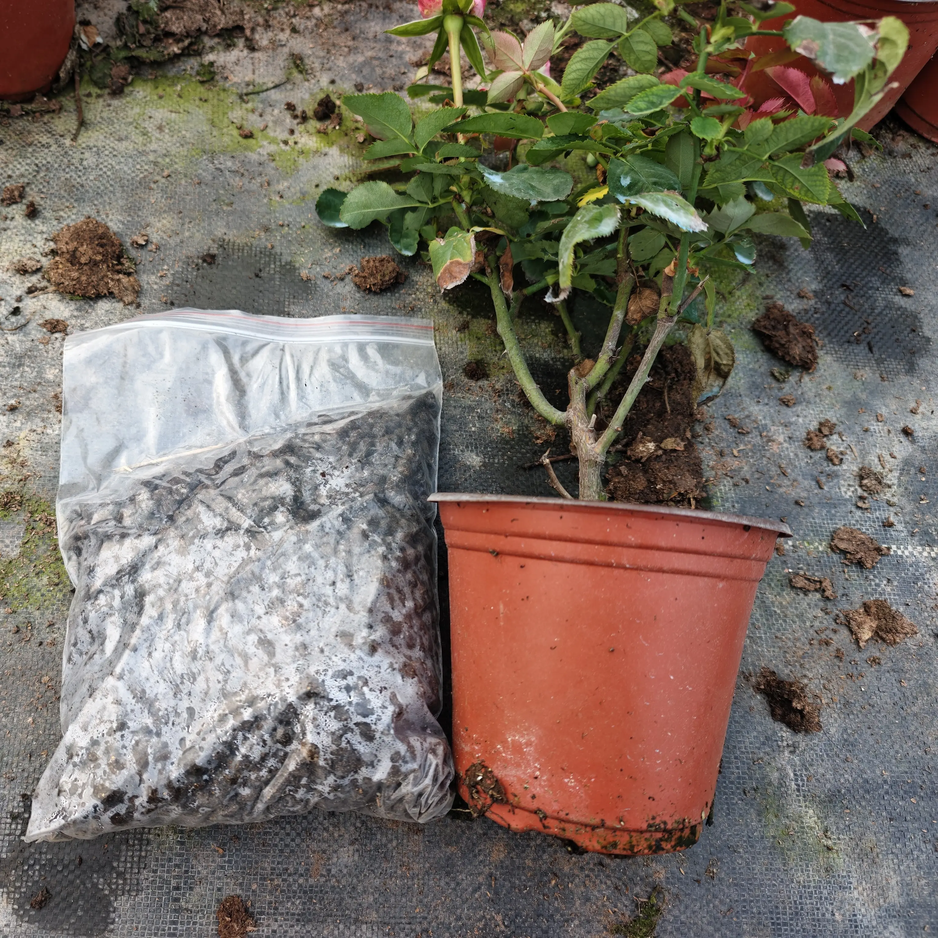 底肥，带花四季可种耐寒耐热大花浓香好养活盆栽地栽