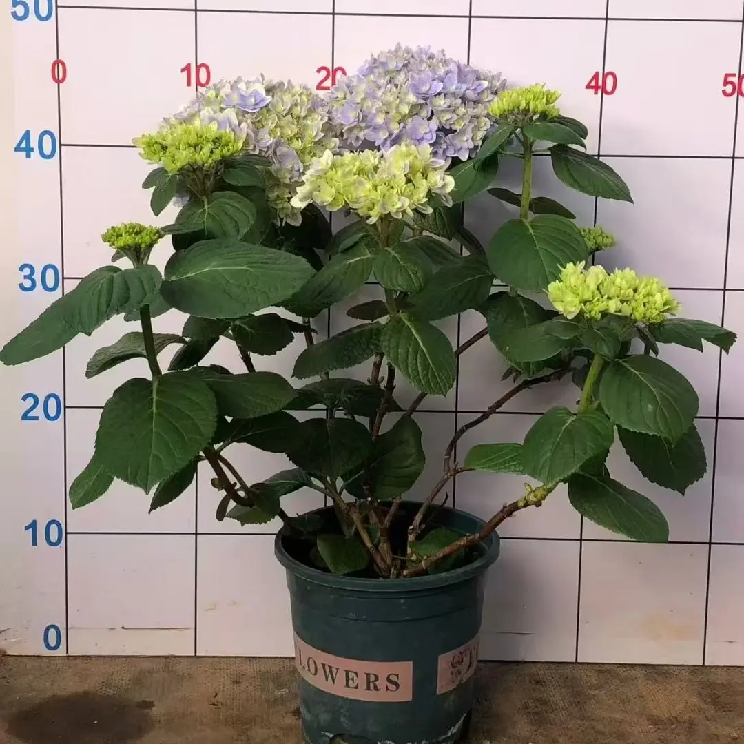 辉夜姬    盆栽四季开花耐寒耐热室内外庭院阳台好养活