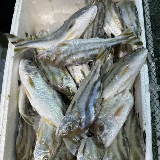 汕尾本港新鲜野生斑猪鱼顺丰冷链包邮发货