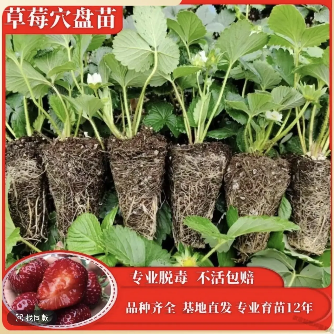 苗四季奶油红颜天使淡雪室外阳台盆栽南北方带土