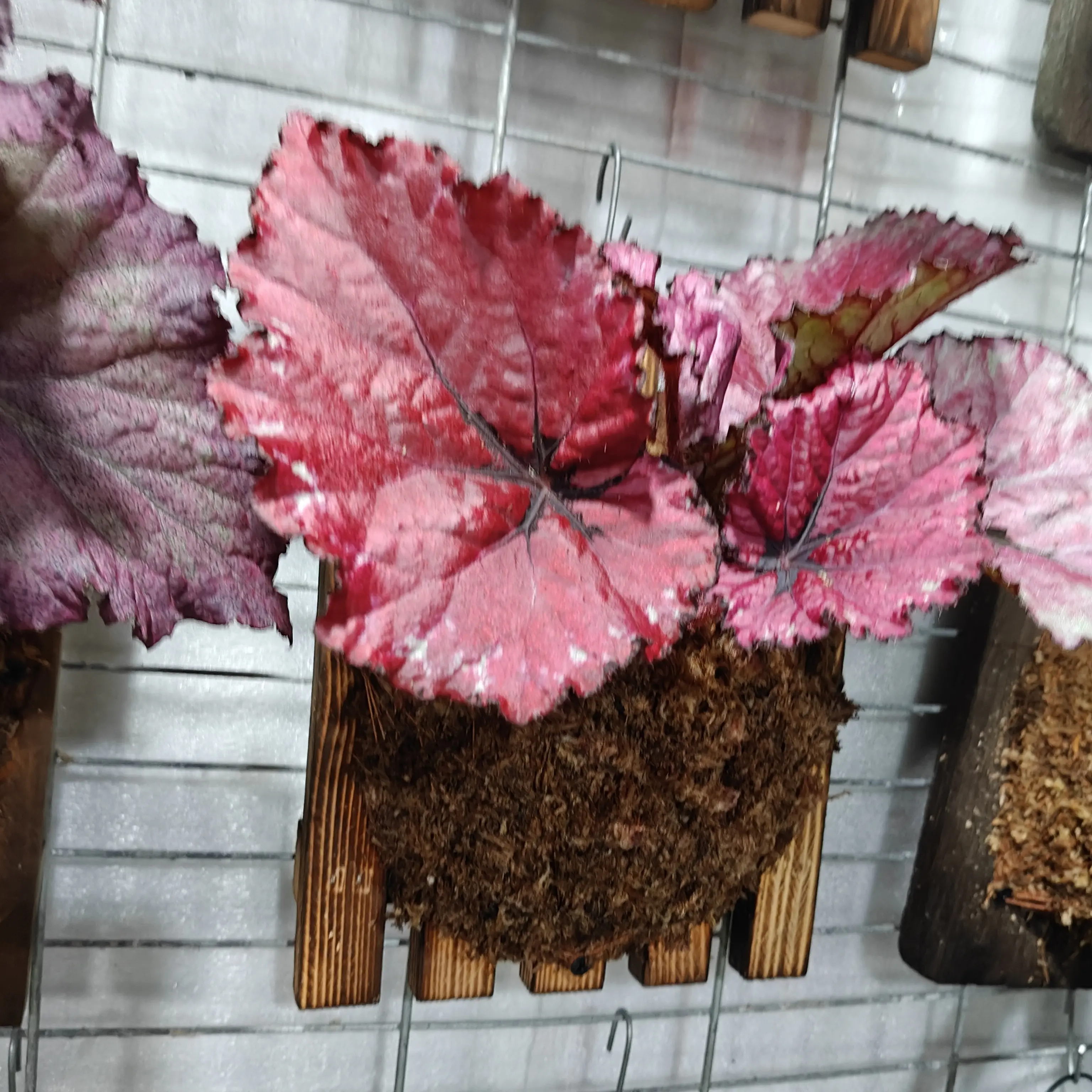 秋海棠室内耐阴好养观叶植物热植盆栽，轻微叶损不包售