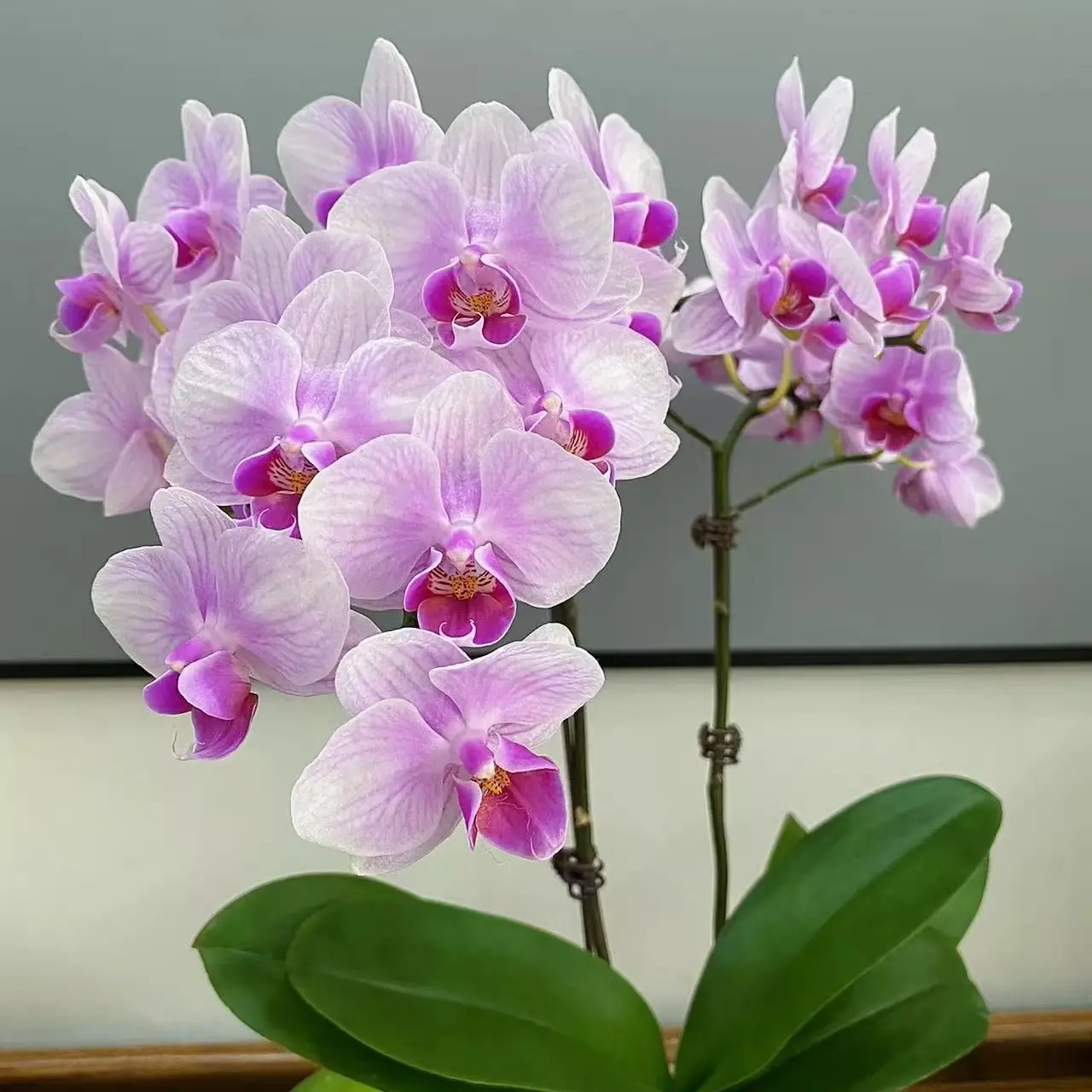 进口洋兰花后苗树皮植料室内好养客厅办公室年宵花首选【拍一发二】
