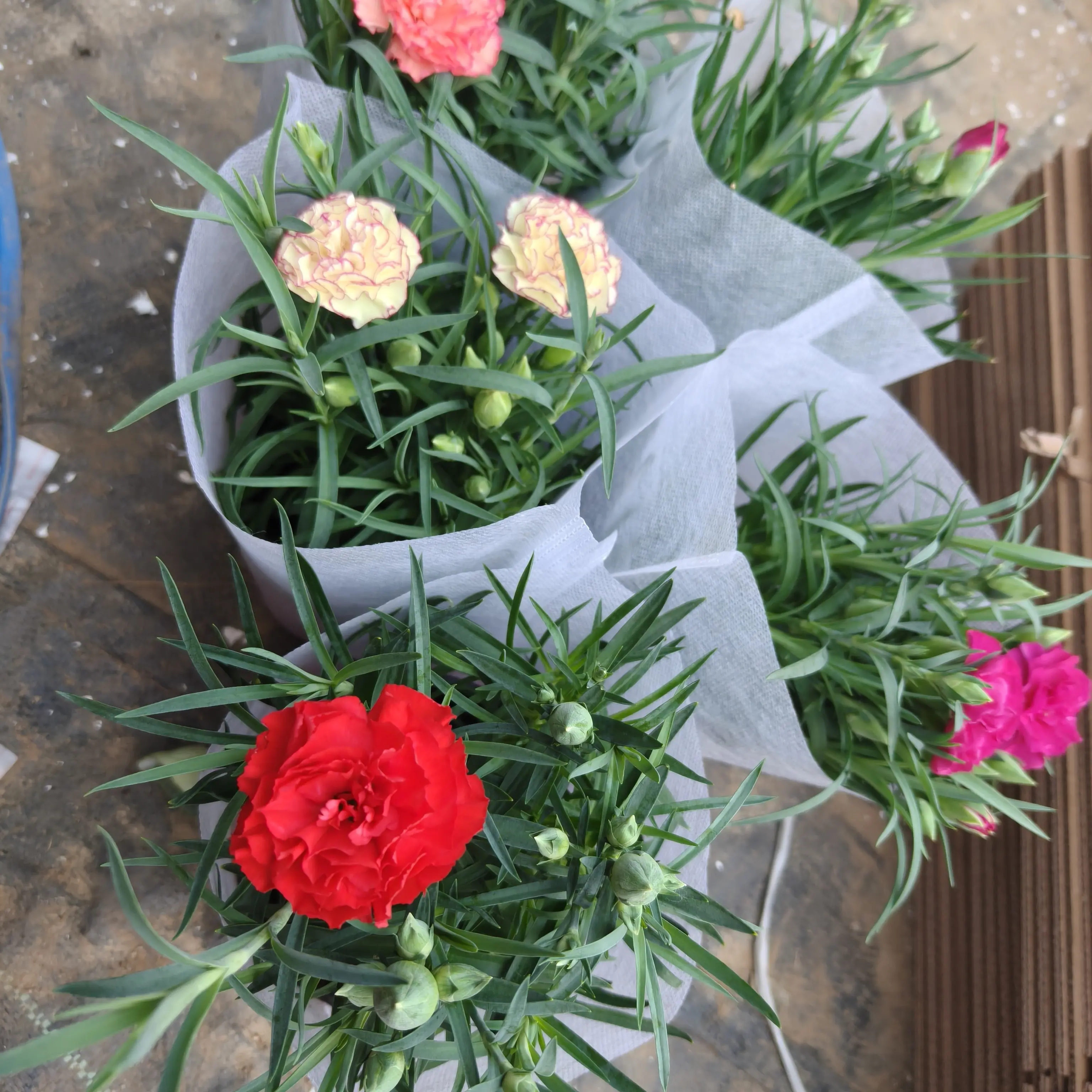 康乃馨盆栽带花苞四季开花室内阳台好养绿植花卉