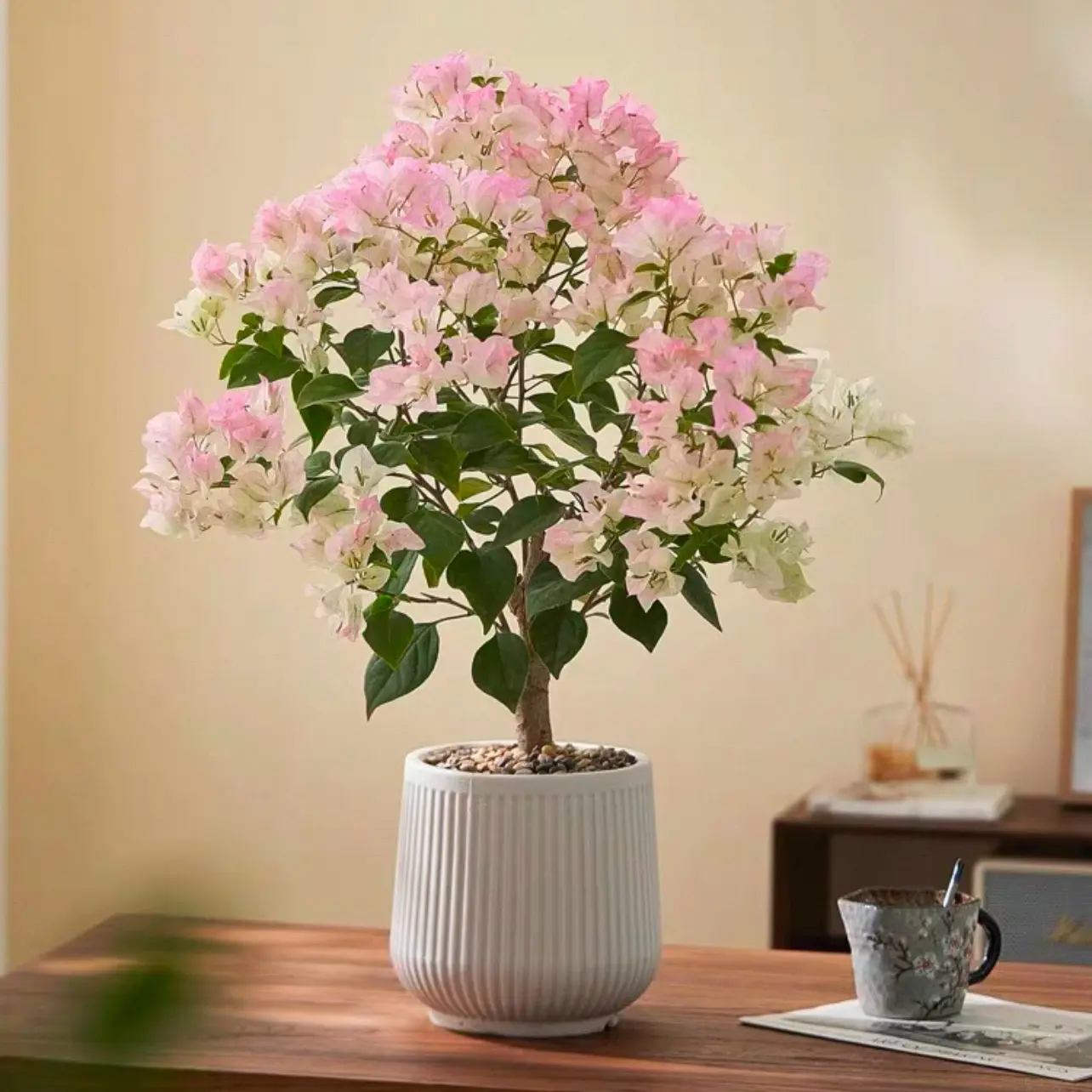 (绿叶樱花)三角梅花卉好养耐养适合阳台盆栽带花苞