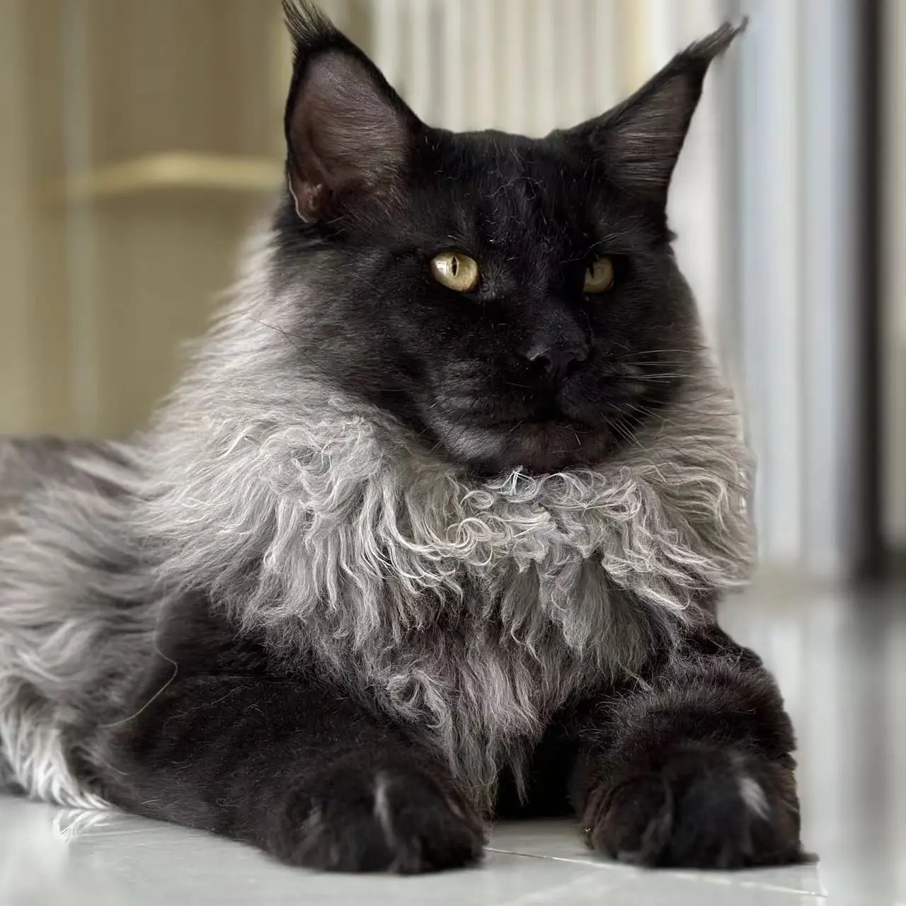 缅因猫宠物活体链接