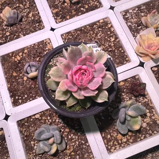 丰沛玫瑰多肉植物阳台盆栽四季好养办公室内绿植花卉