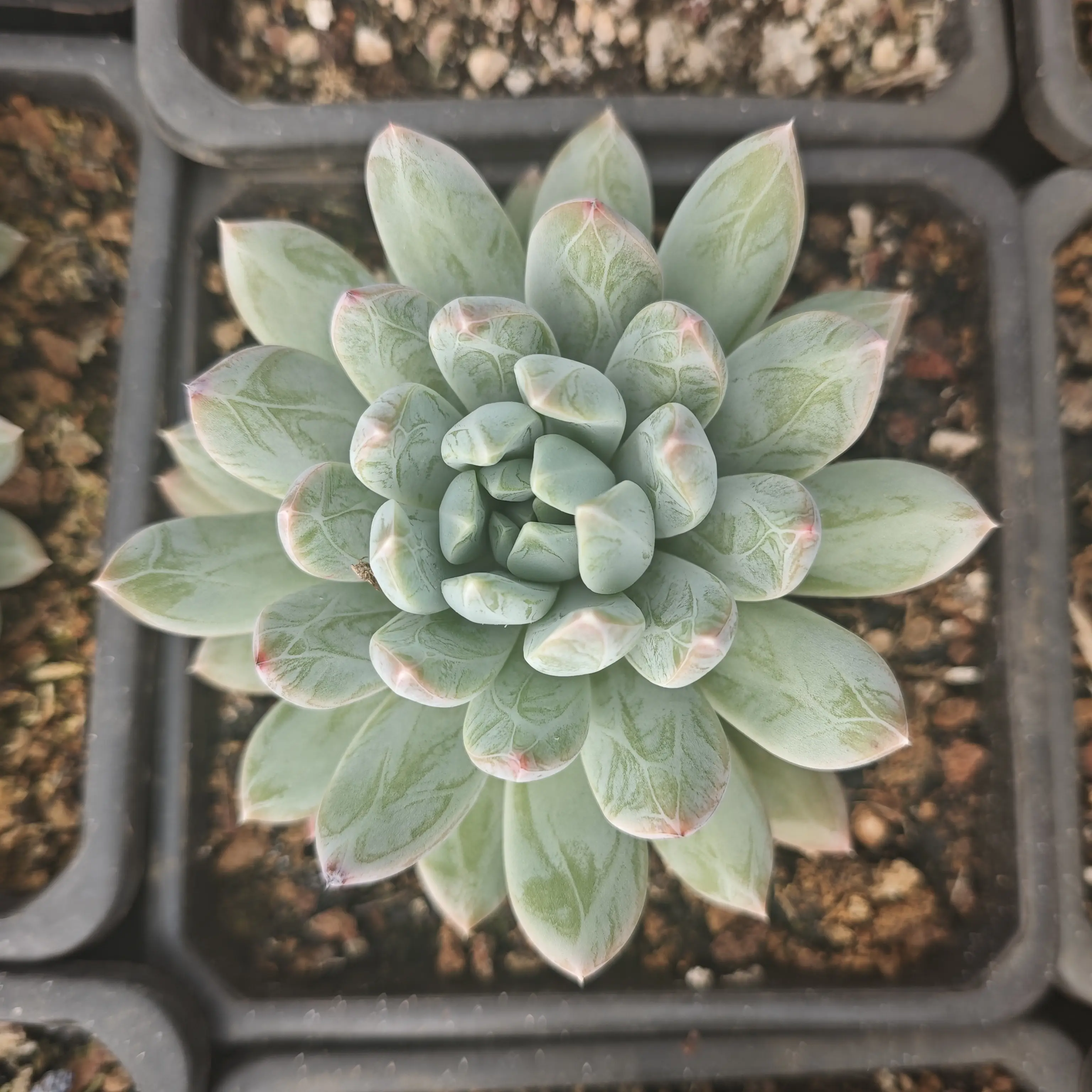 【闪购商品】陨石多肉植物盆栽适合阳台办公室