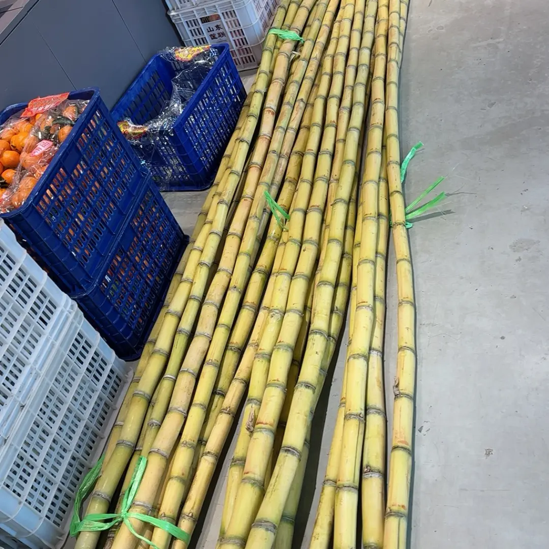 云南新鲜黄金甘蔗现砍现发脆甜多汁应季水果