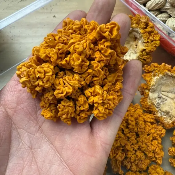 云南当季金耳软糯多胶食用菌炒煮炖菌菇干货[直播装货]正宗