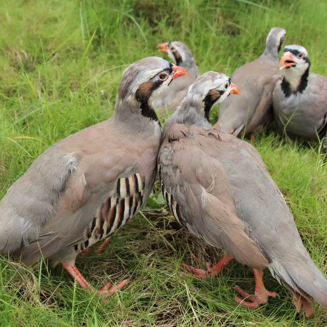 (阿封专属)农家散养小飞龙走地鸡新鲜炖汤鹧鸪鸡呱呱鸡京东包邮