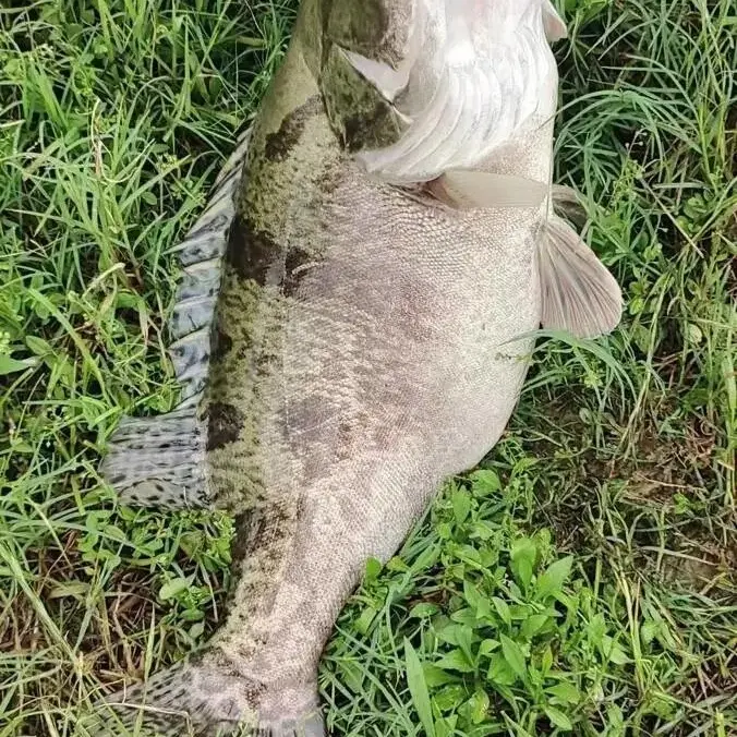 微山湖野生新鲜桂鱼水产鲜活现捕现杀冷水鱼海鲜水产特产野生鱼