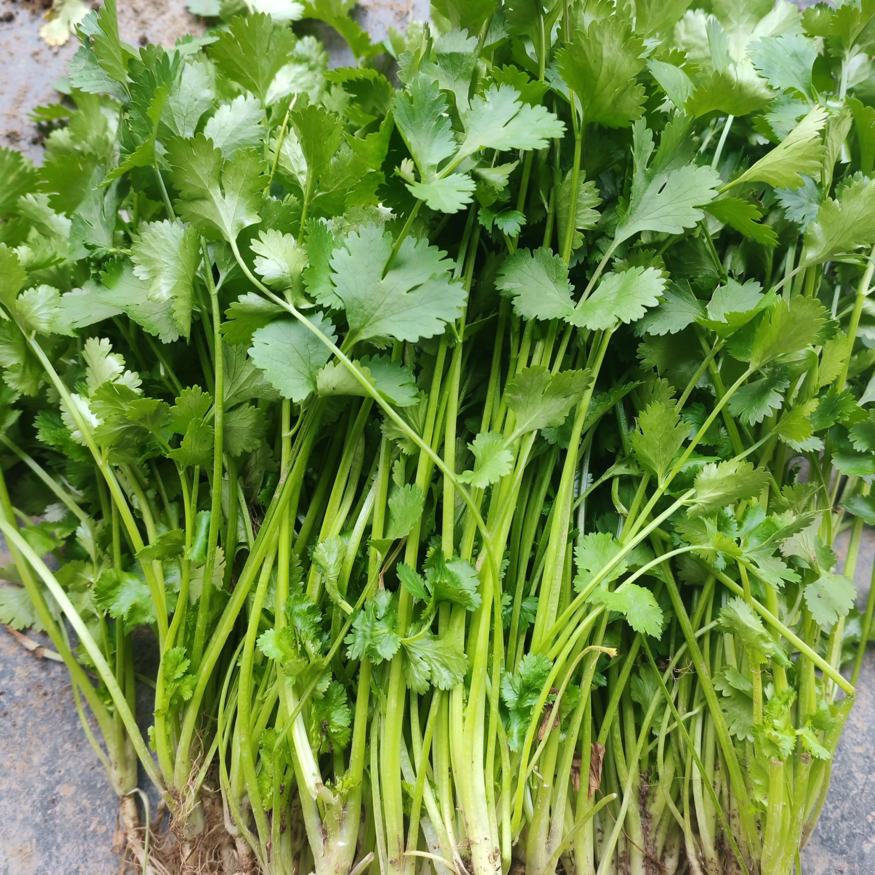 农家香菜蔬菜新鲜芫荽/湖南大山里农家自种/露天种植/香味浓郁