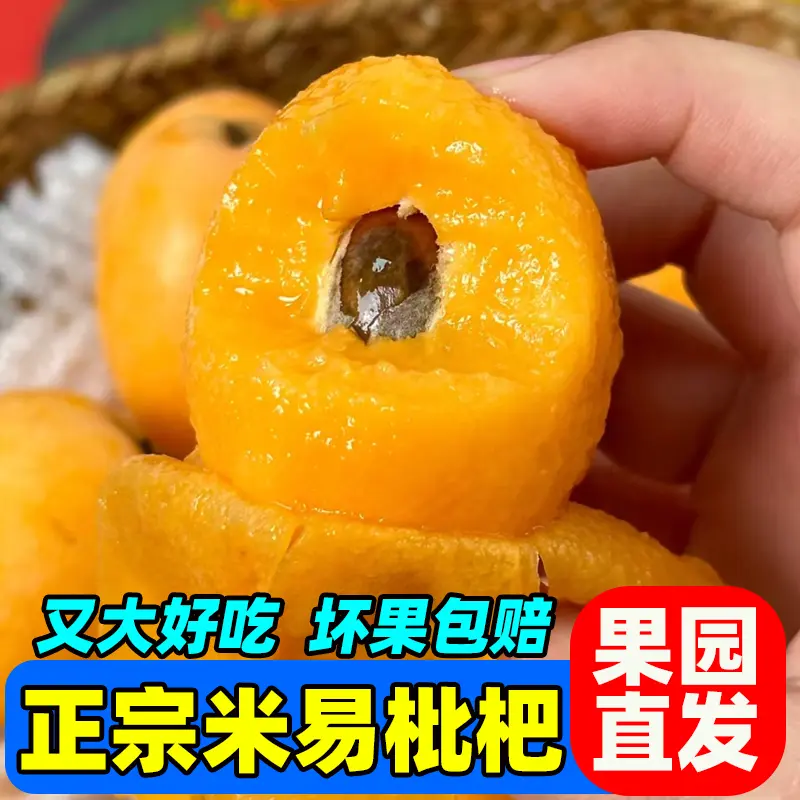 【软糯香甜】四川米易枇杷攀枝花当季新鲜现摘发货甜琵琶果大五星