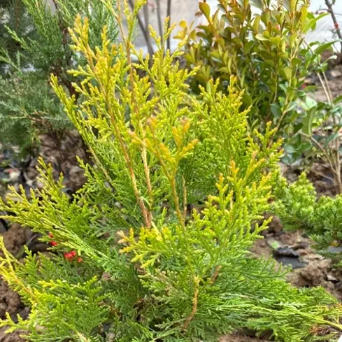 树苗庭院绿植驱蚊香柏工程绿化苗木不落叶风景树