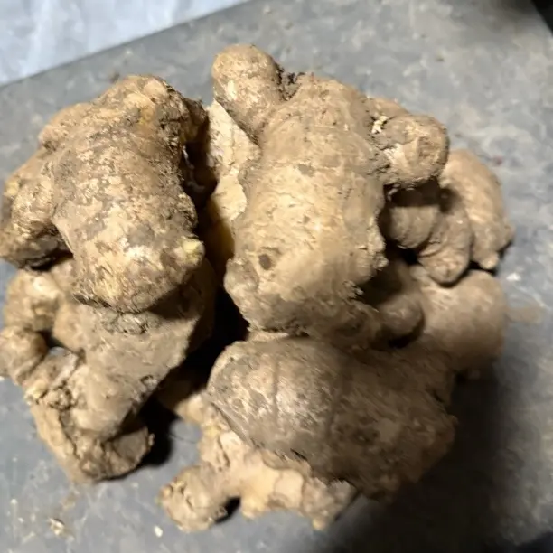 正宗临泉黑土地种植老姜根