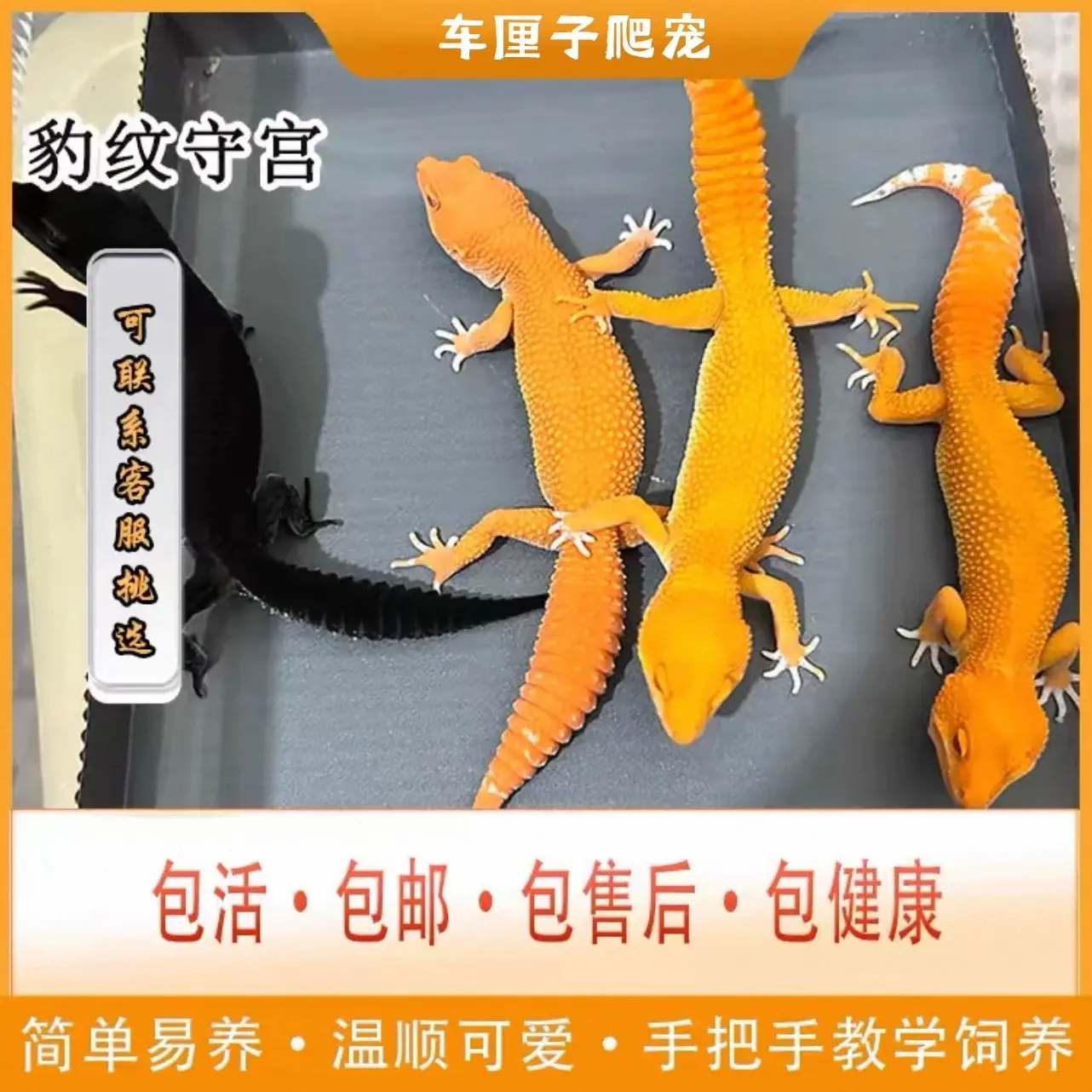 豹纹守宫温顺可爱活体爬宠小型好养活适合新手入门一物一拍改价拍