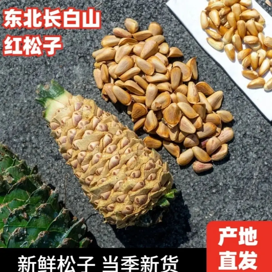 新货东北笨炒原味开口松子1050颗粒（熟）营养坚果