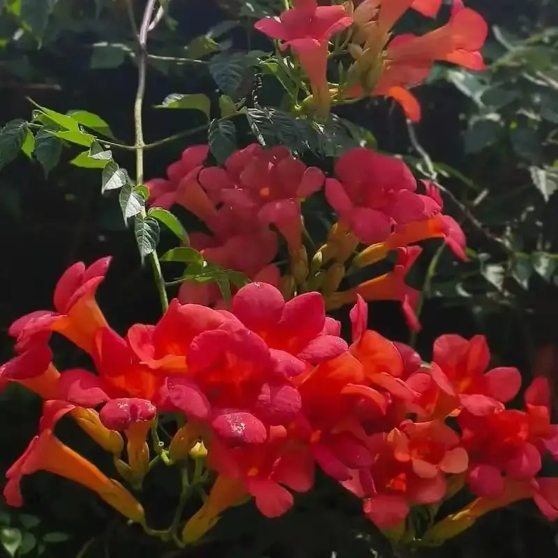 旱金莲花卉爬藤盆栽四季开花适合阳台庭院室内外种植