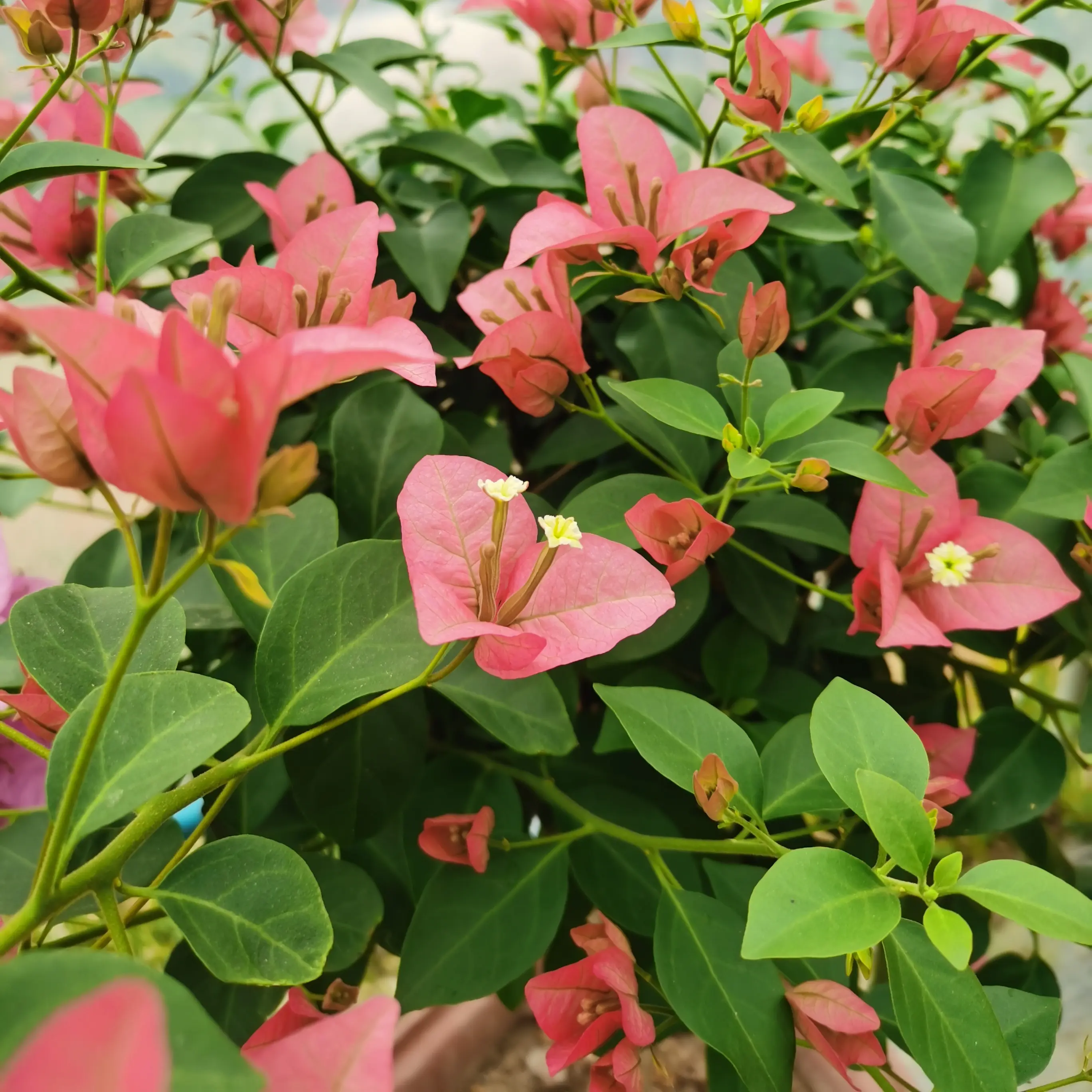 [一物一拍]三角梅原生苗 备注品种  不售后 介意慎拍