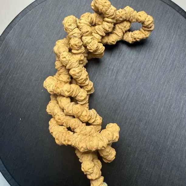 热振高油高密斜切对眼大肠柏香籽