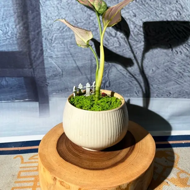 红心香樟木茶台，原木原色，一物一拍，直播间实物为准