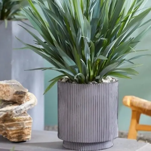 乌托邦盆栽室外花园花镜庭院造景耐寒耐热四季常青观叶植物