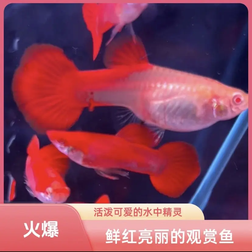 高品菊花帆大背血红种鱼2对4条