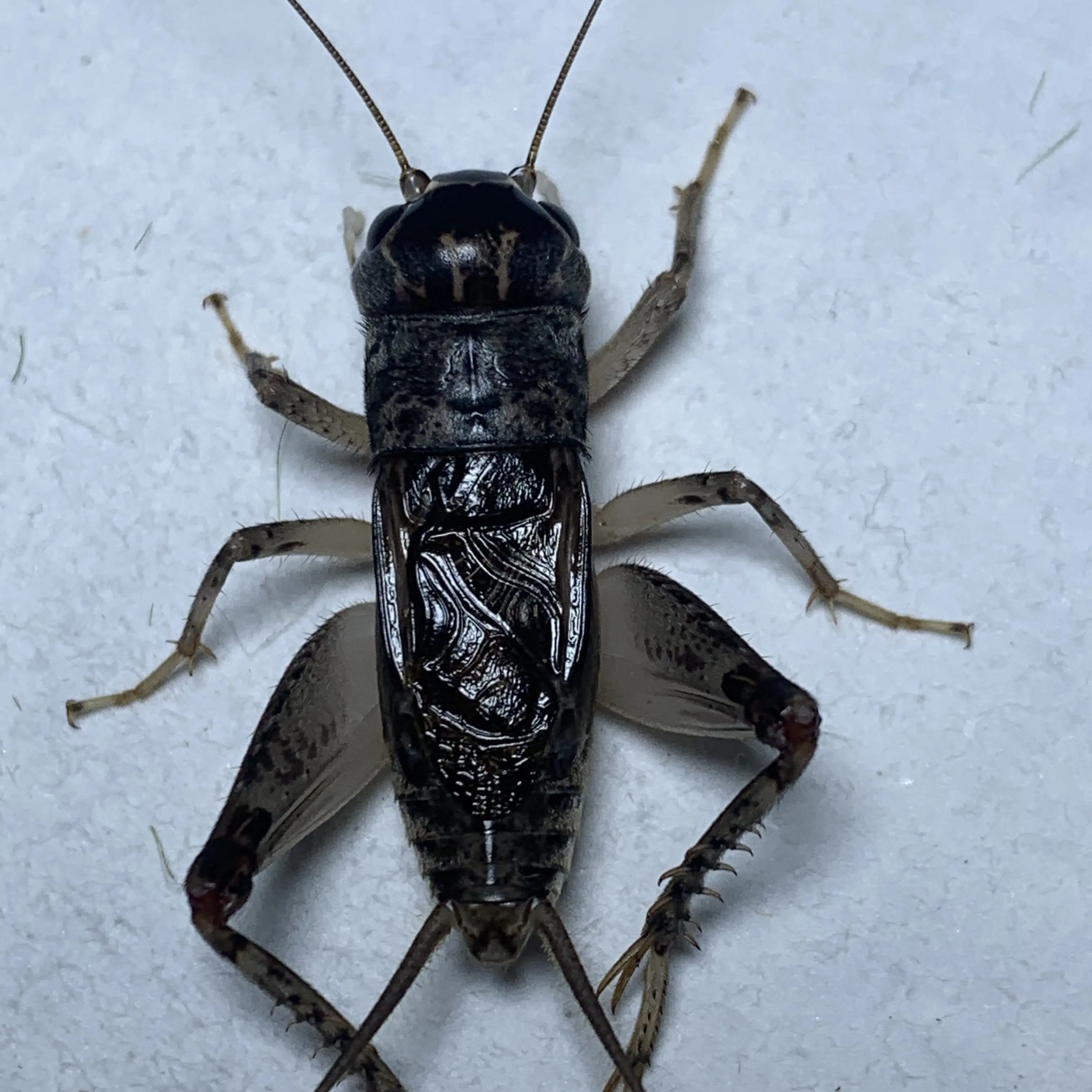 天津老琦精品斗蟋