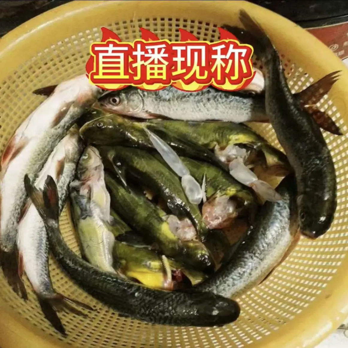 野生鱼改价链接 一物一拍实际重量以直播间为准