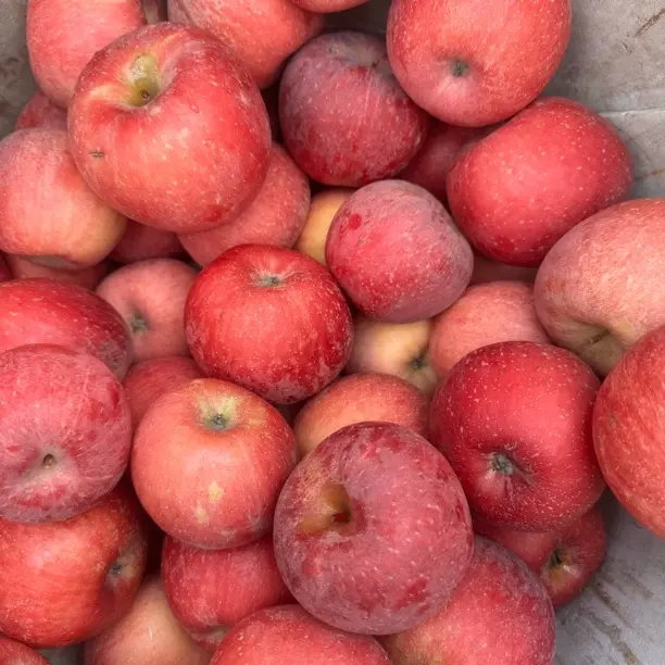 烟台栖霞红富士全红苹果新鲜应季脆甜多汁产地直发带皮吃