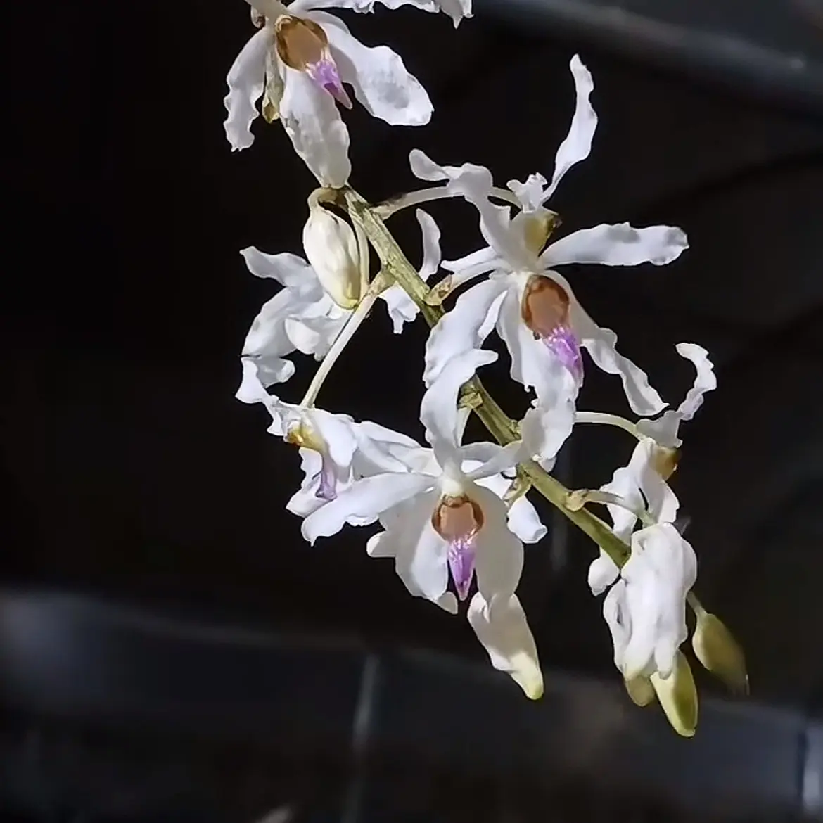 白花拟万代可赏的神奇植物盆栽