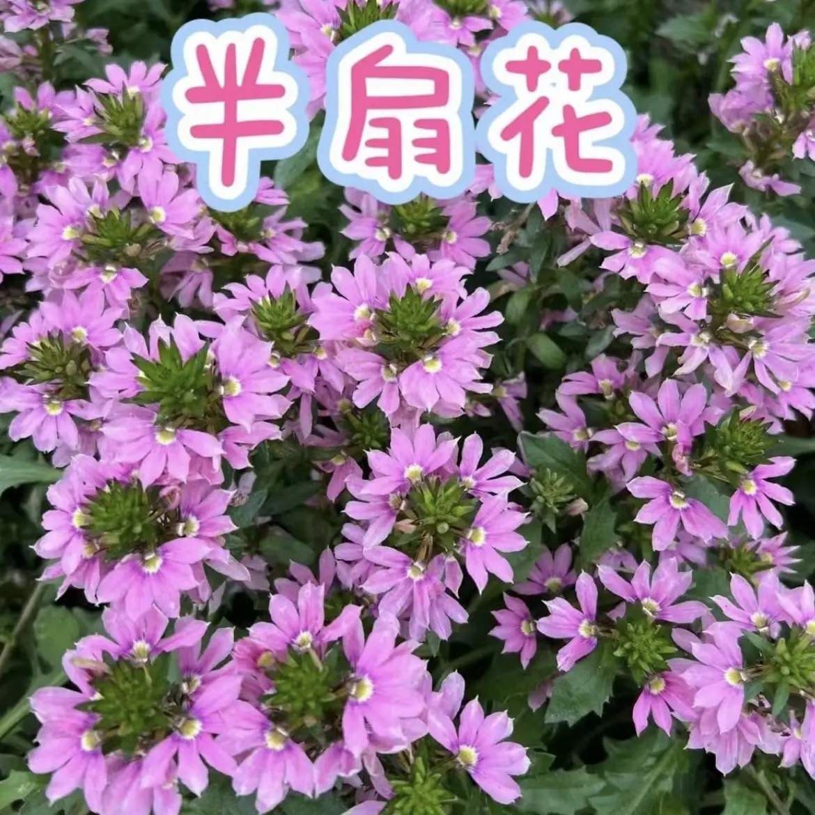 【草海铜半扇花】多年生草本植物四季开花盆栽地栽室内室外可栽种