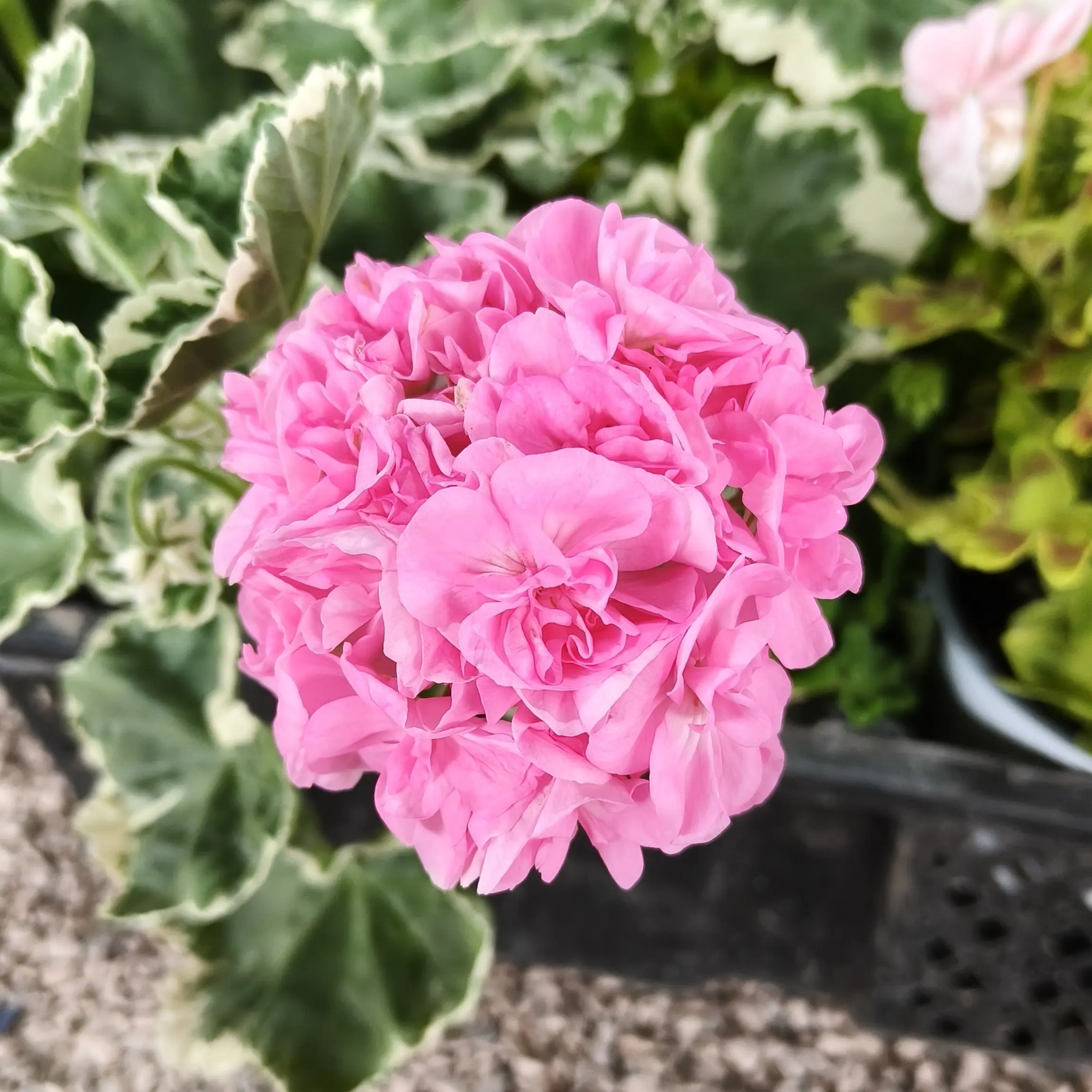 带花苞新品多色天竺葵盆栽耐寒好养室内外绿植花卉