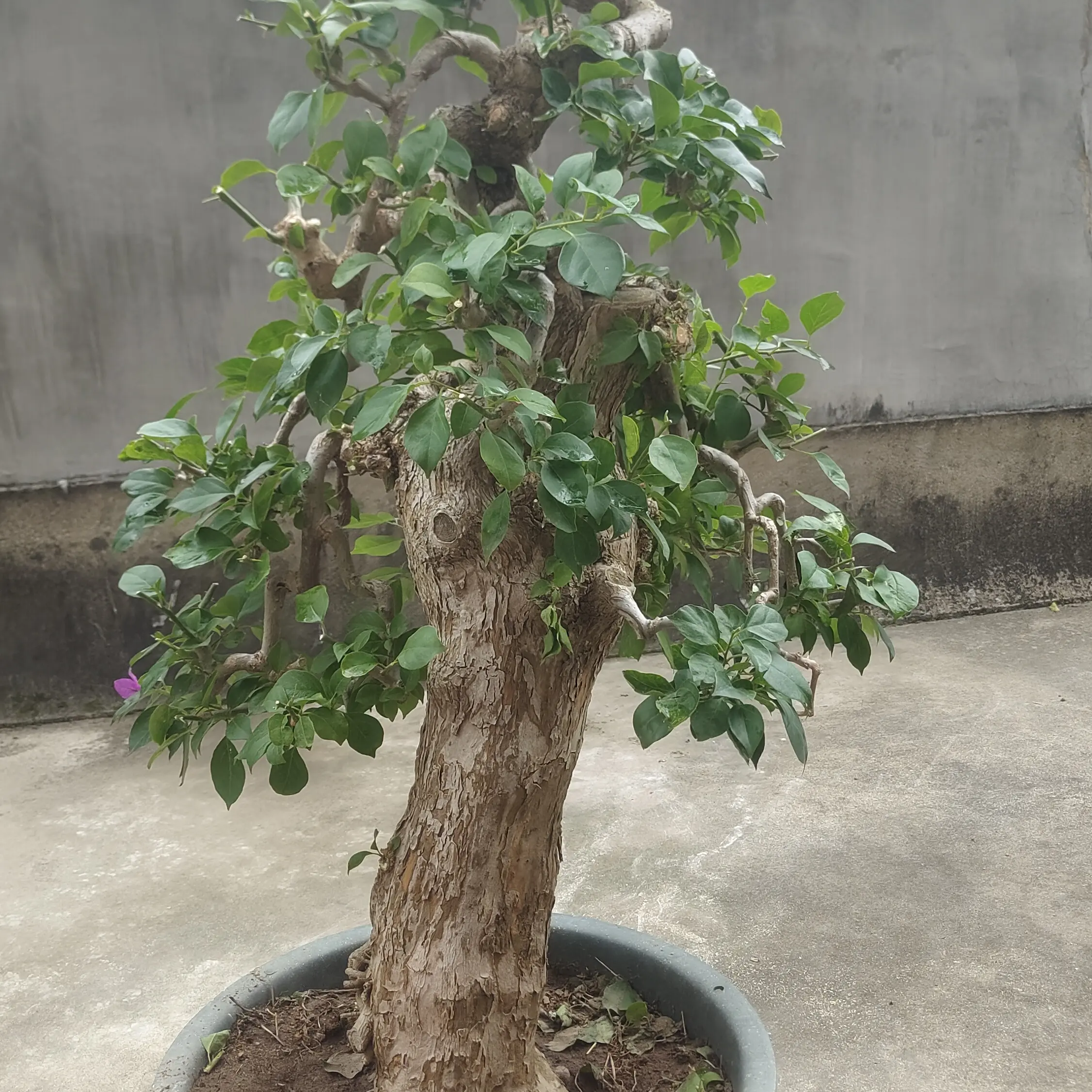 原生态老桩三角梅盆景盆栽