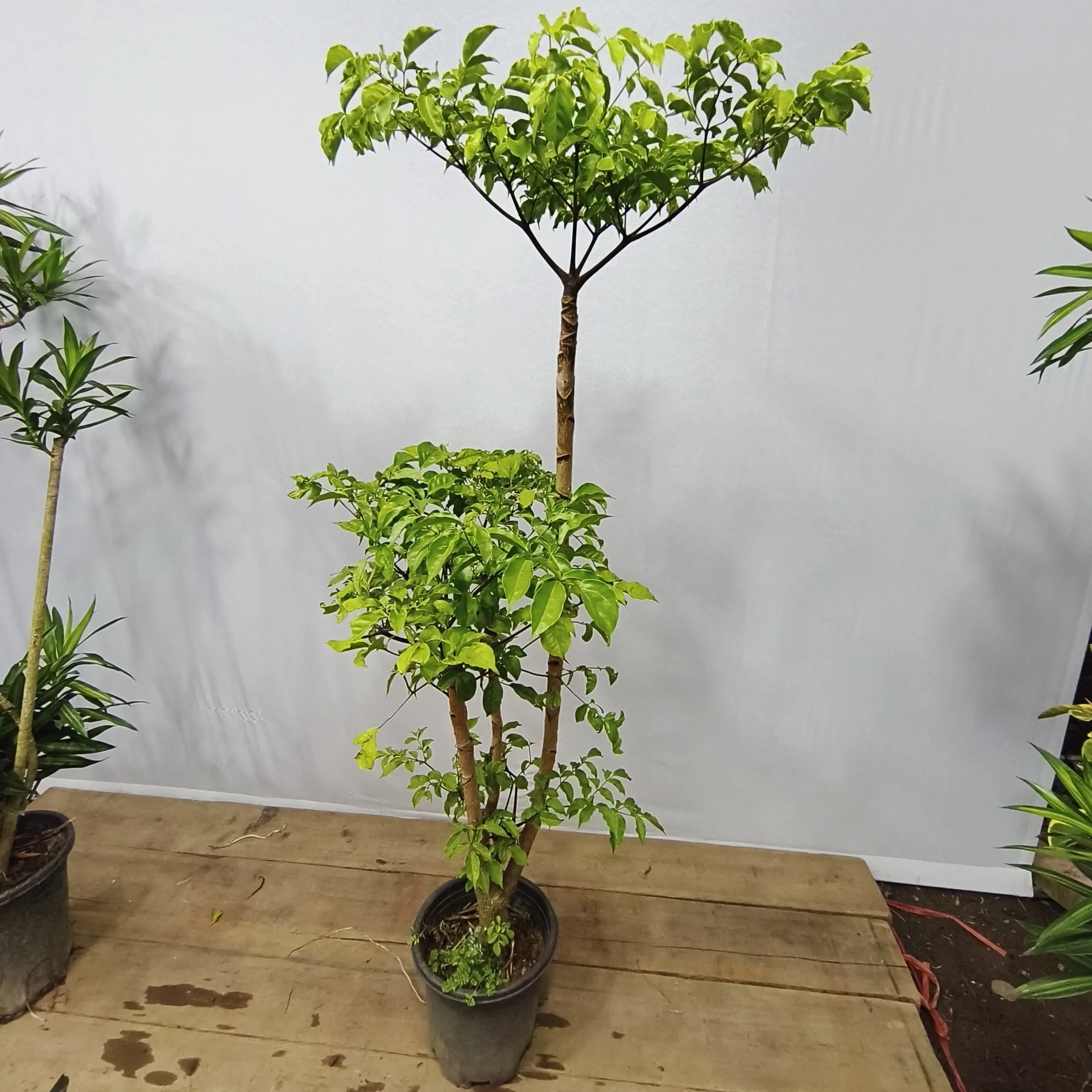 提根幌伞枫原生幸福树大型植物盆栽适合室内庭院客厅摆放