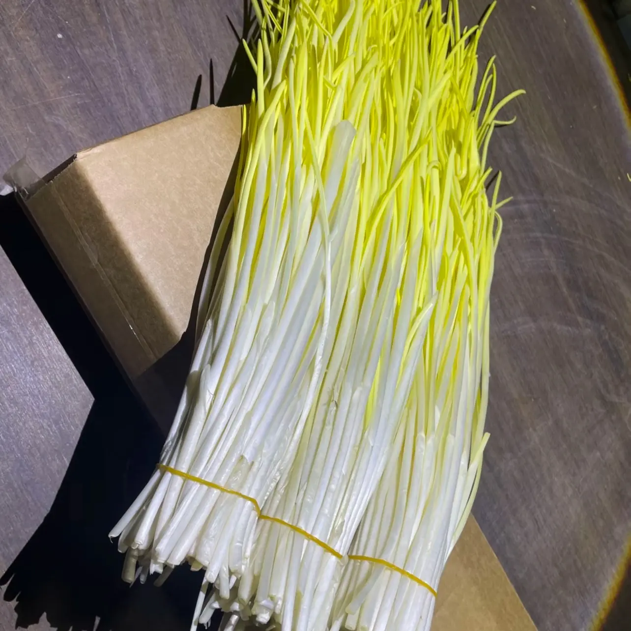 山东新鲜蒜黄产地直发当季蔬菜大蒜幼苗现割头茬时令青菜蒜苗