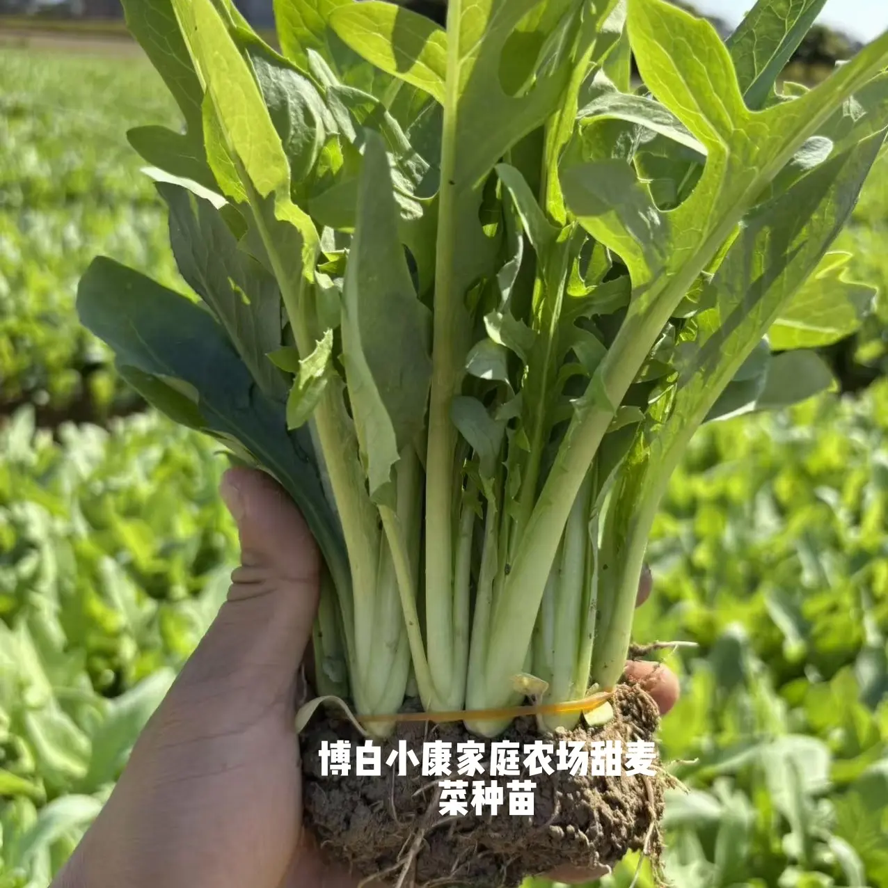 正宗广西博白甜麦菜苗